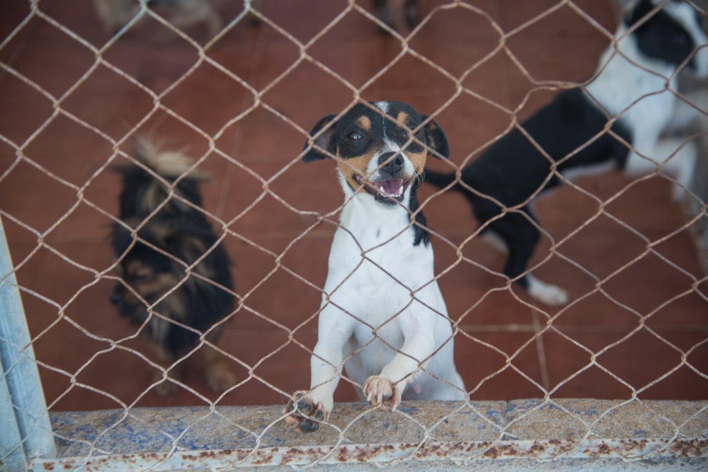 Ratanero im Kennel