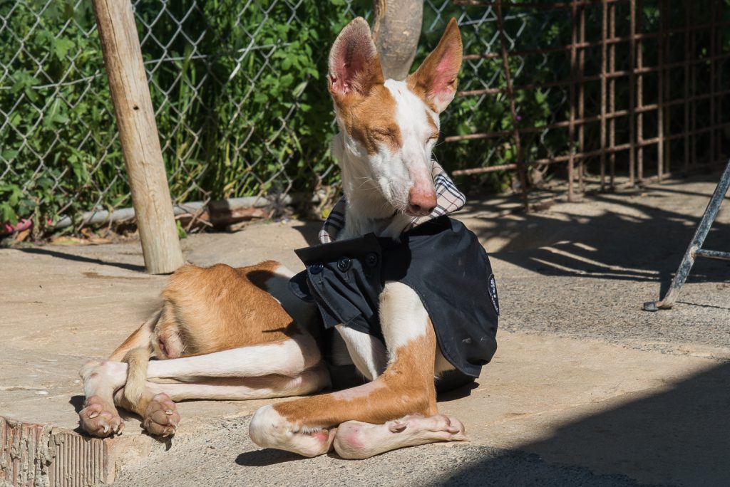 Podenco am Sonnen