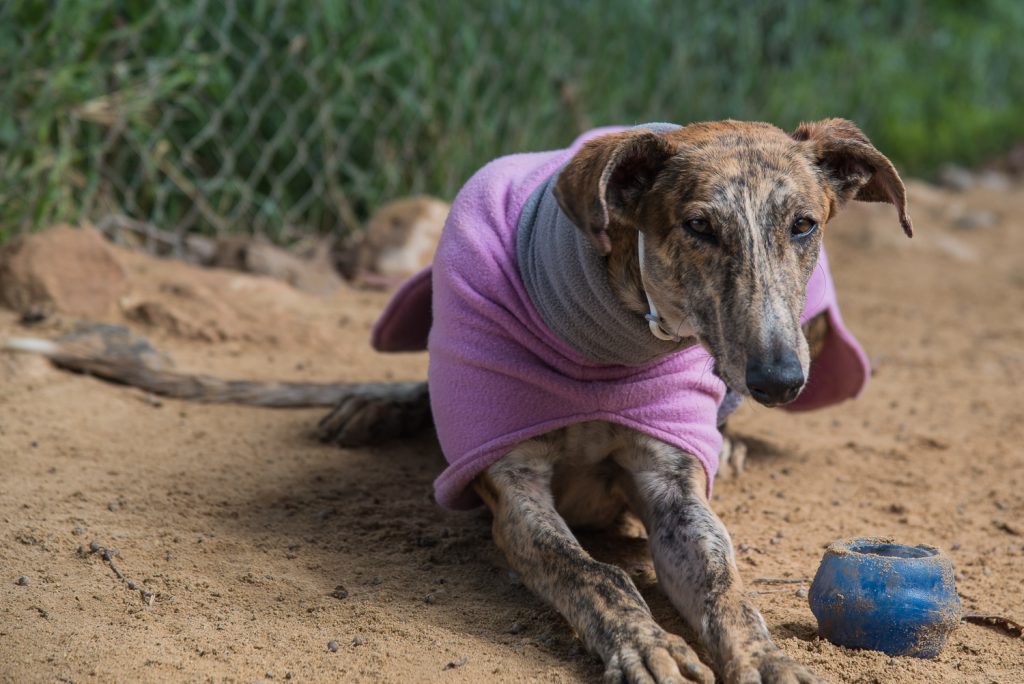 Galgo döst müde in der Sonne