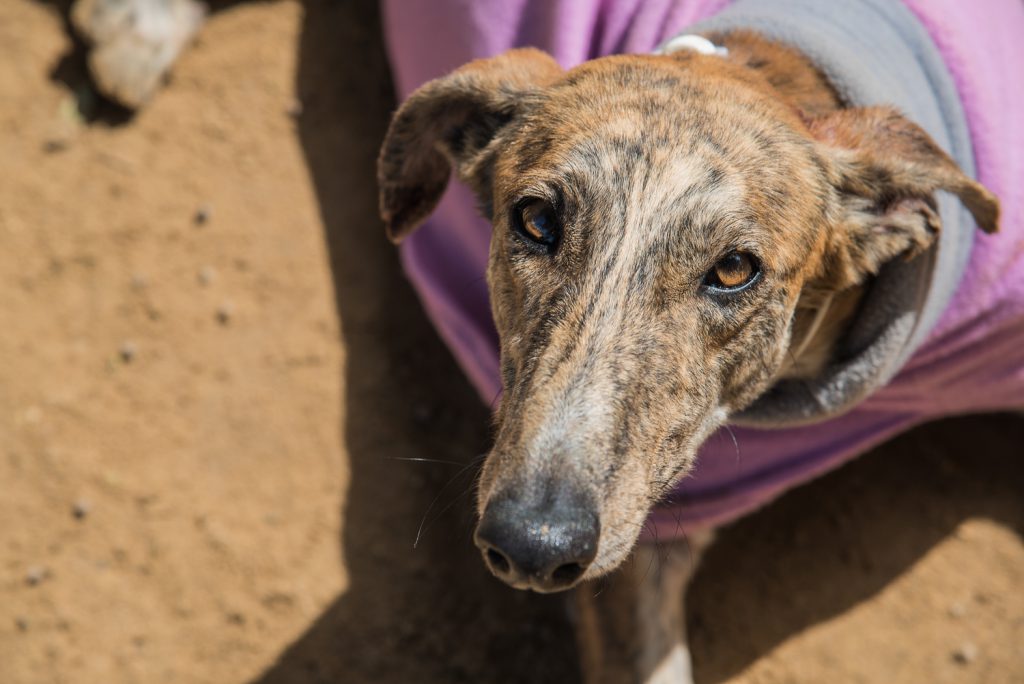 Galgo döst müde in der Sonne